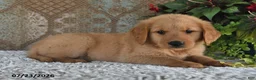 Golden Retriever dogs for sale: Echo - Ad 5