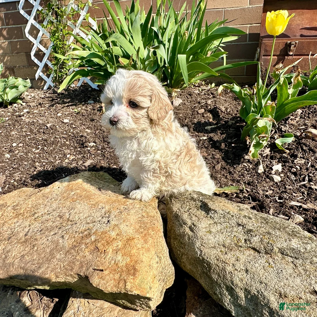 Maltipoo dogs for sale: Chuckles  - Ad 2
