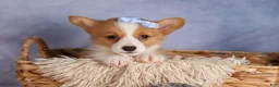 Welsh Corgi Pembroke dogs for sale: Barry🐾 - Ad 17