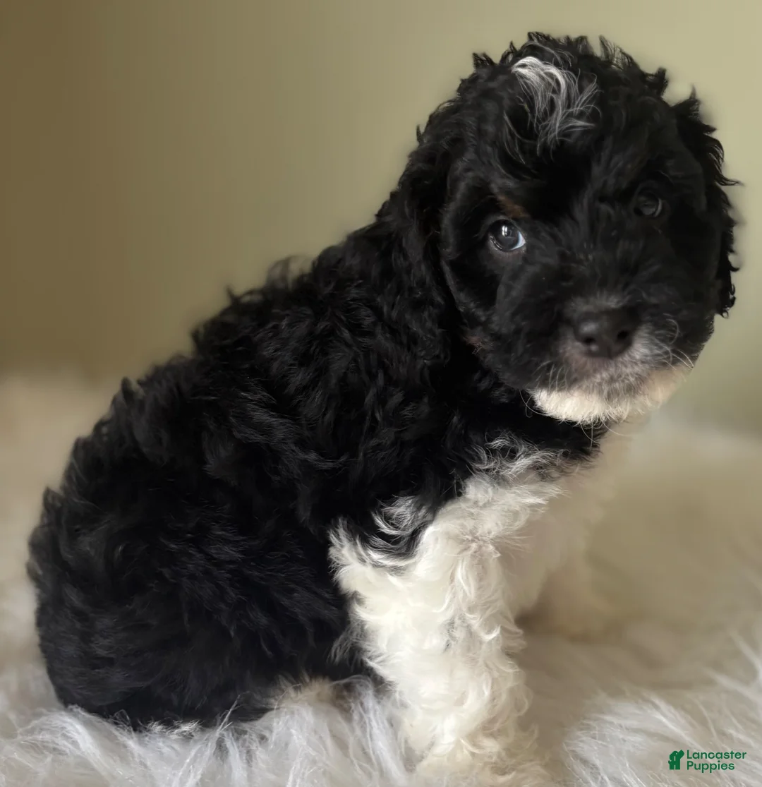 Mini Bernedoodle dogs for sale: Midnight  - Ad 2
