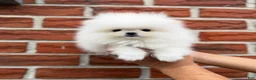 Pomeranian dogs for sale: Teacup Pomeranian Korean bloodline 2 - Ad 5