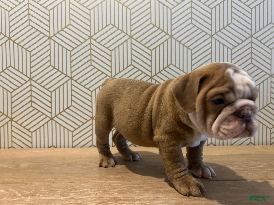 English Bulldog dogs for sale: Poppy - Ad 5