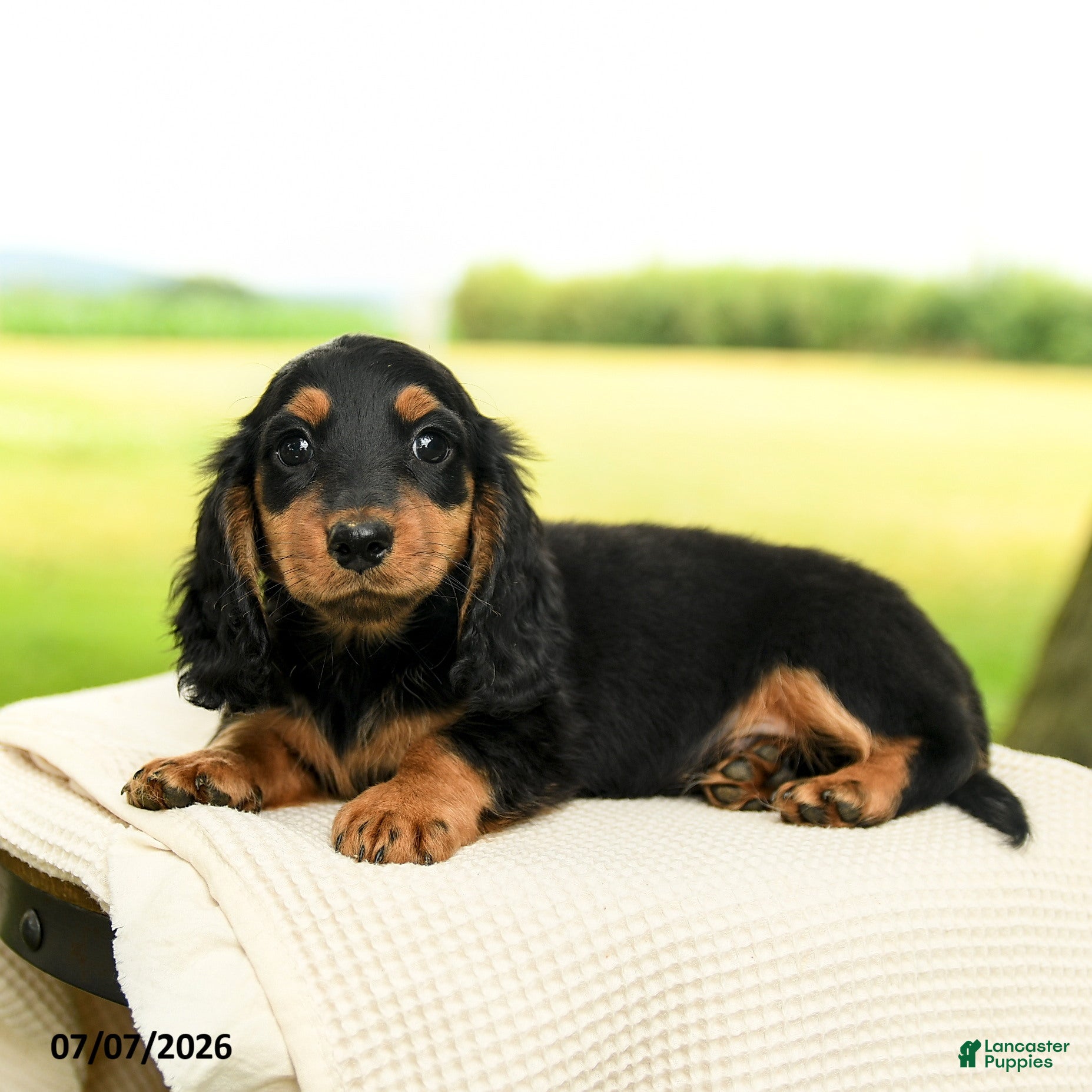 Miniature Dachshund dogs Clyde - Ad 2