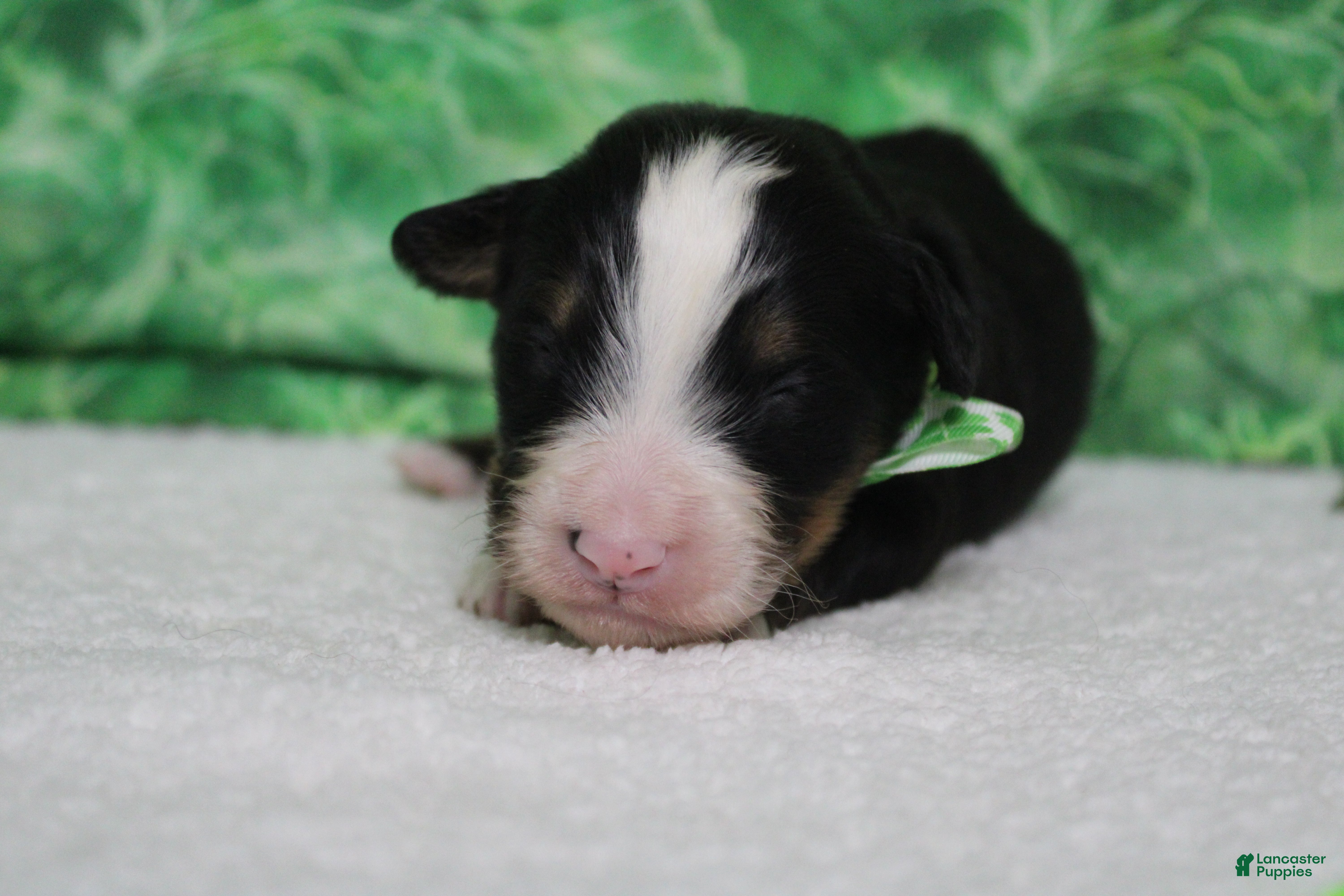 Bernese Mountain Dog dogs Cooper  - Ad 12