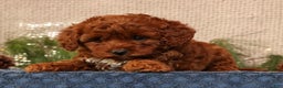 Cavapoo dogs for sale: Nick - Ad 7