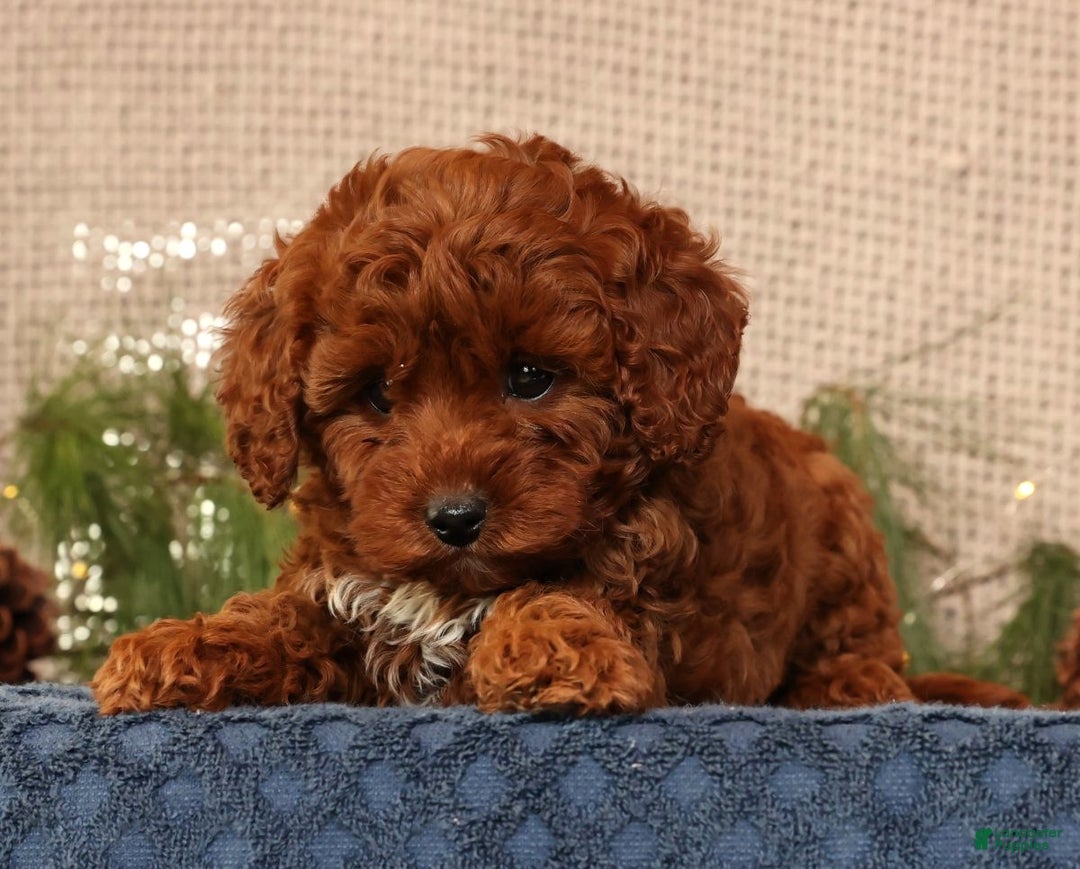 Cavapoo dogs for sale: Nick - Ad 7