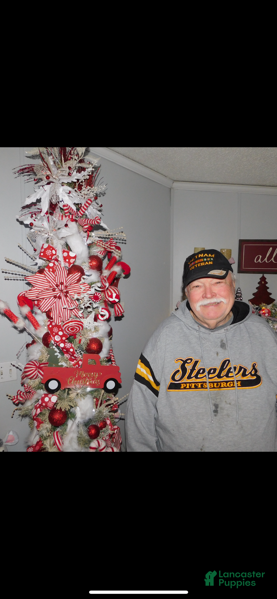 Shorkie dogs for sale: Shorkie Puppy 3 - Ad 3