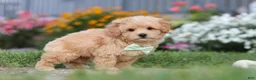 Maltipoo dogs for sale: Sailor - Ad 9