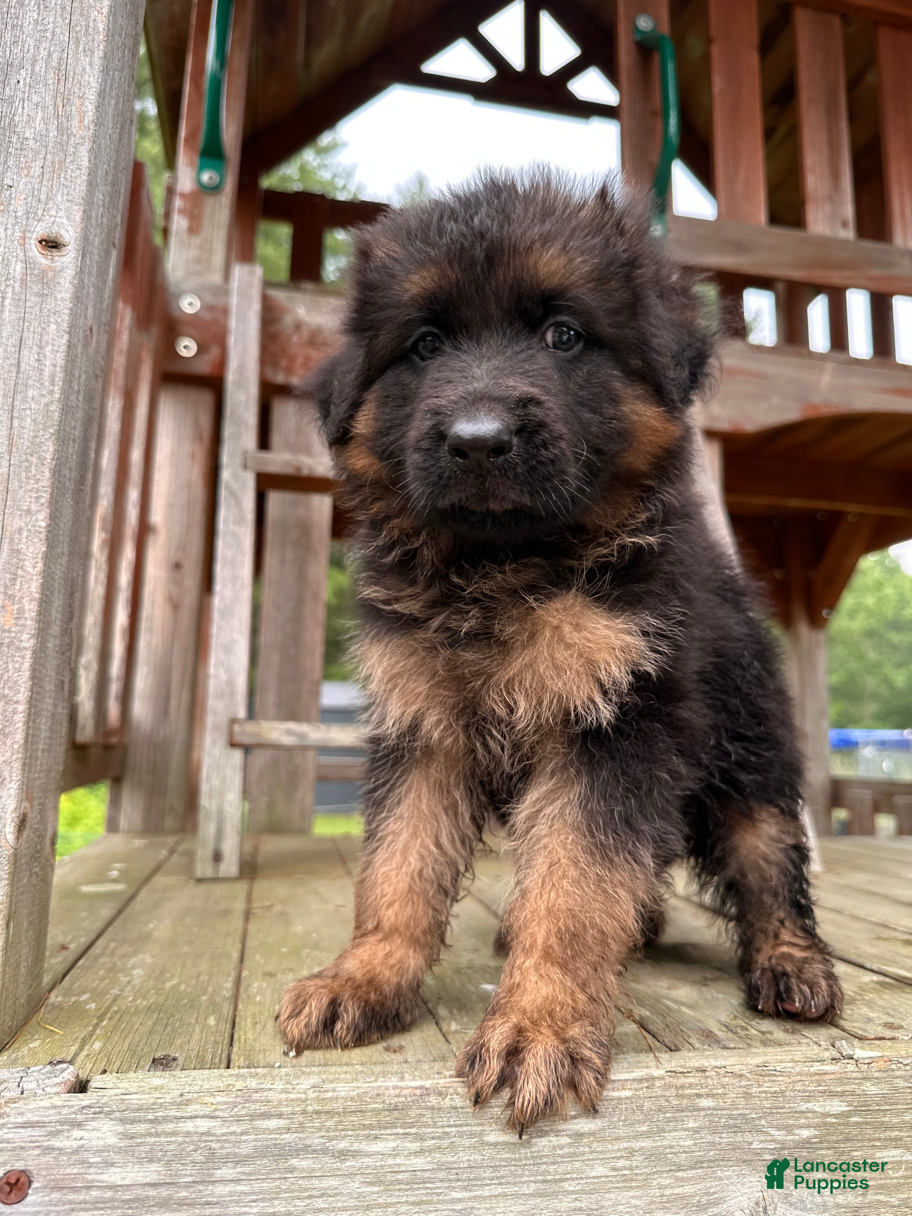 German Shepherd dogs Benny - Ad 1
