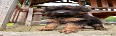 Benny
