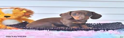 Miniature Dachshund dogs for sale: Fletcher - Ad 4