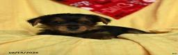 Yorkshire Terrier dogs for sale: Cash - Ad 3