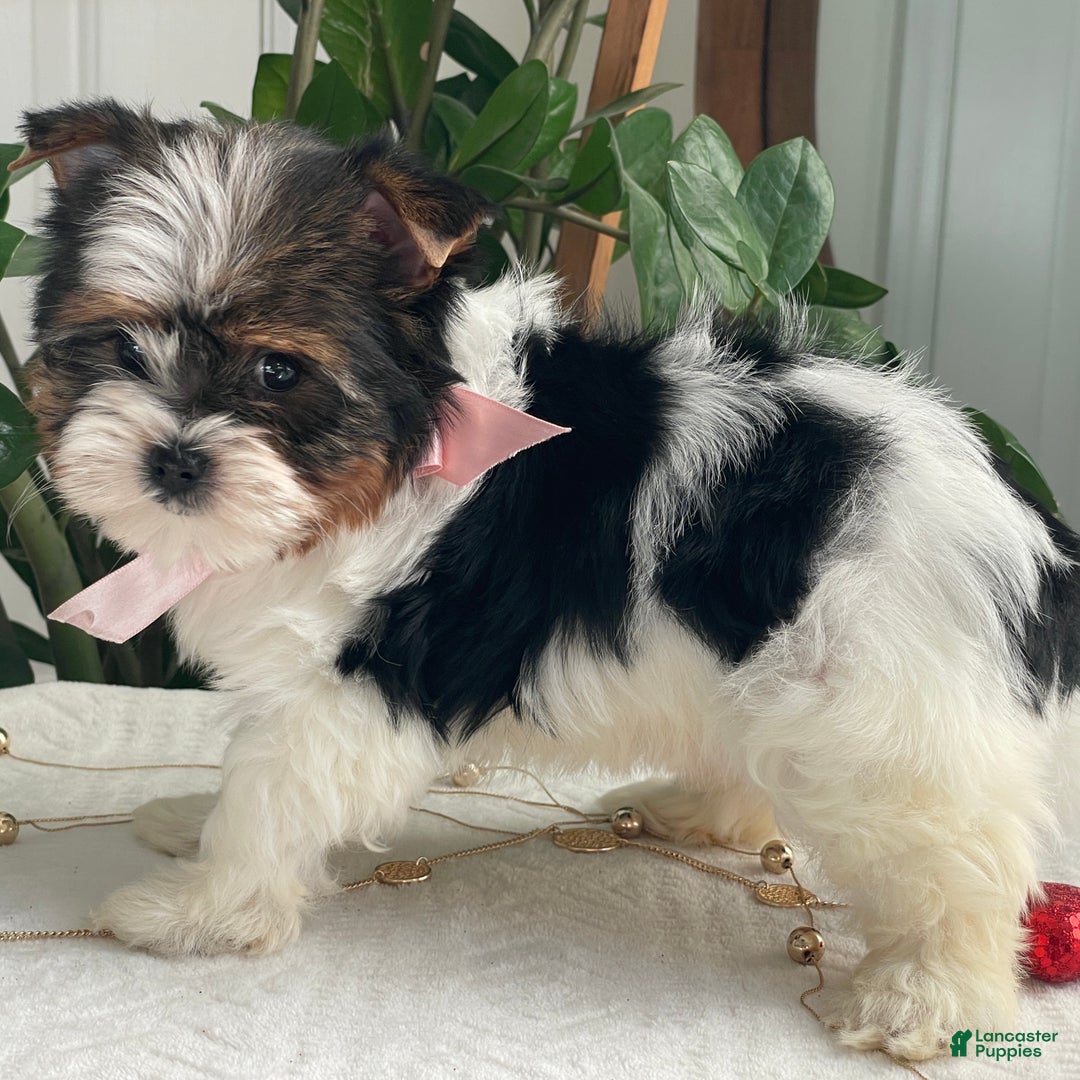 Biewer Terrier dogs for sale: Kiwi - Ad 2