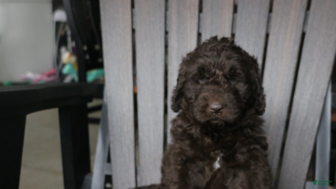 Newfypoo dogs for sale: Rosi - Ad 3