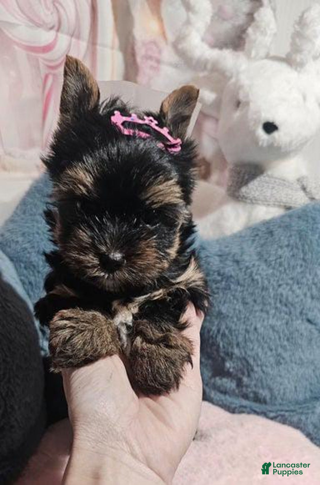 Yorkshire Terrier dogs for sale: Calvin - Ad 6