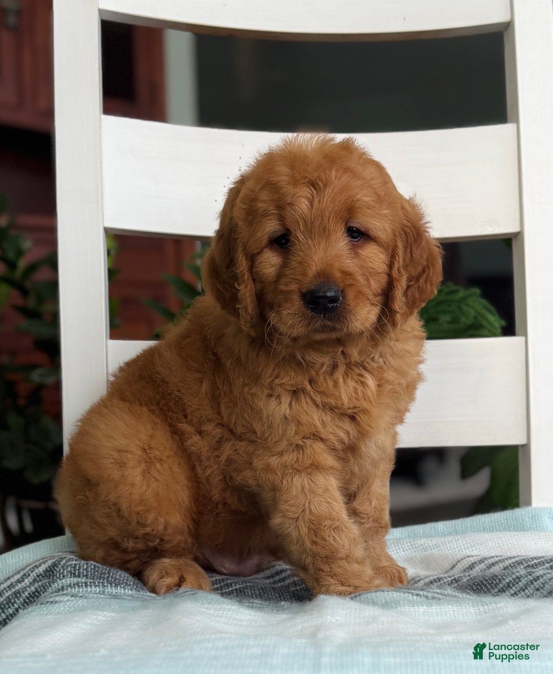 Mini Goldendoodle dogs for sale: Nemo - Ad 2