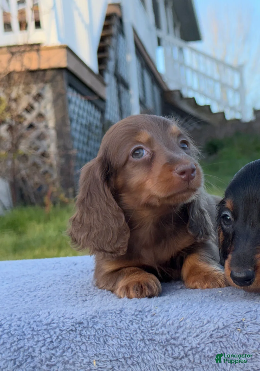 Miniature Dachshund dogs for sale: AKC female russian - Ad 2