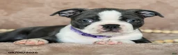 Boston Terrier dogs for sale: Roxy - Ad 3