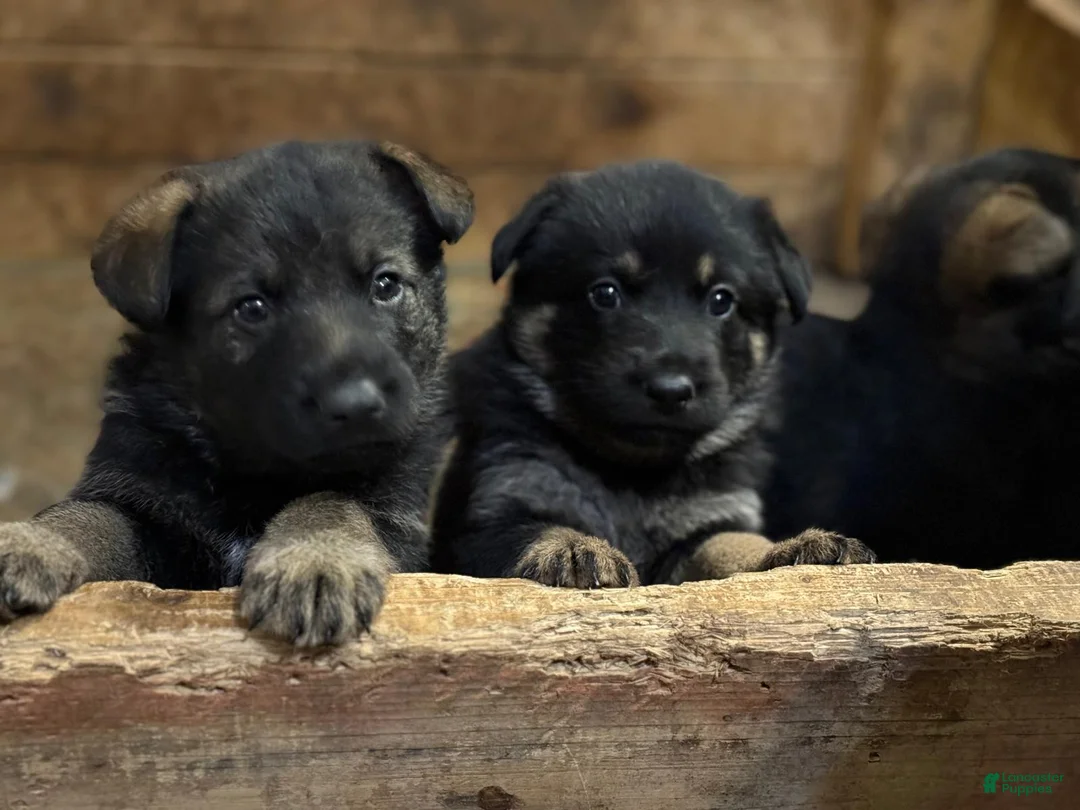 German Shepherd dogs for sale: German Shepherd Puppy 2 - Ad 1