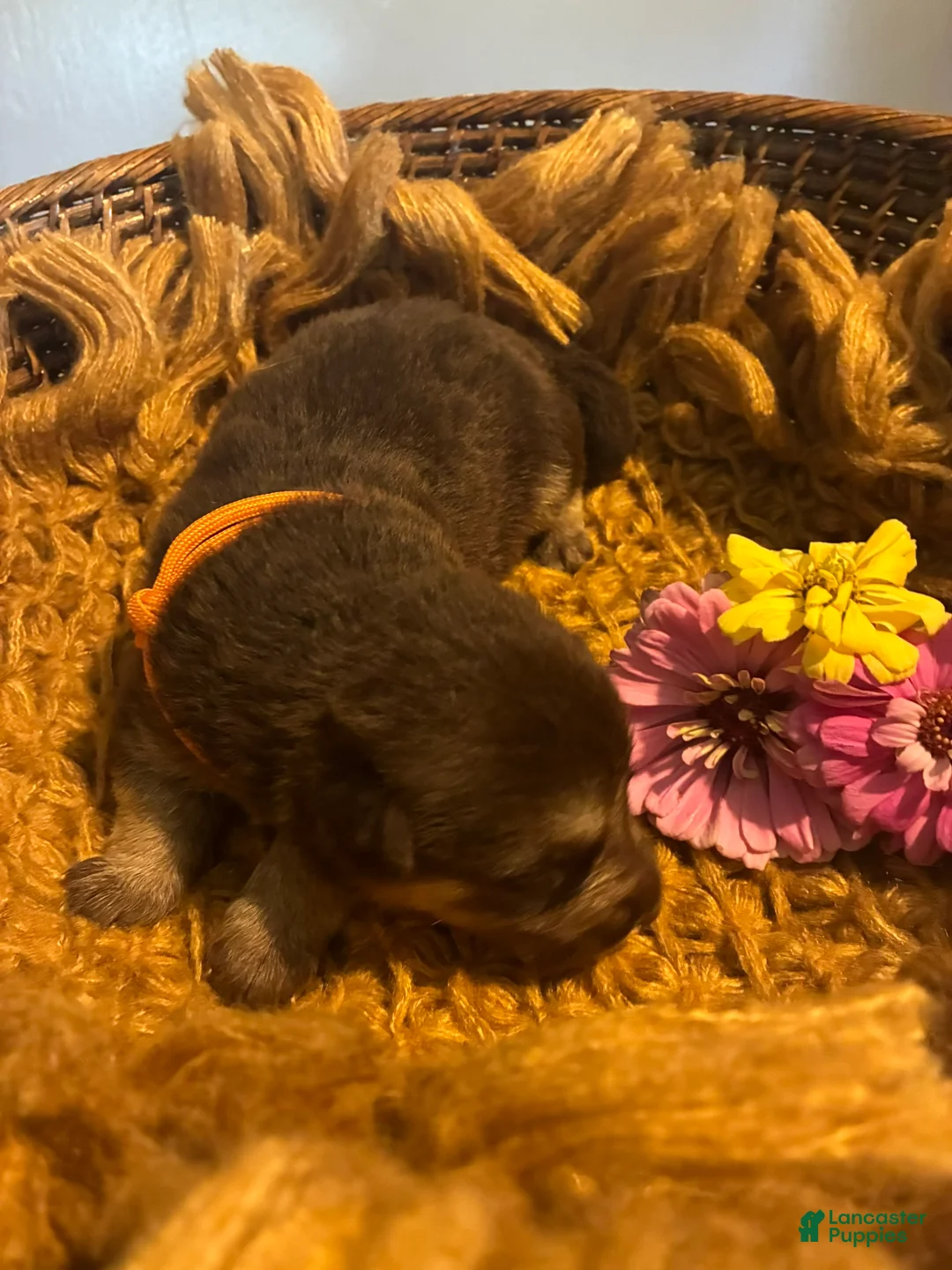 German Shepherd dogs for sale:  Maple - Ad 2