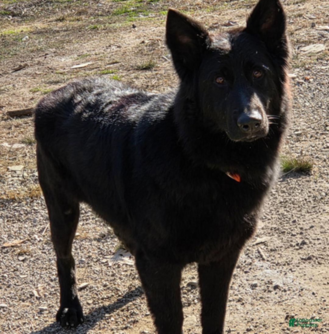 German Shepherd dogs for sale: Ember - Ad 2