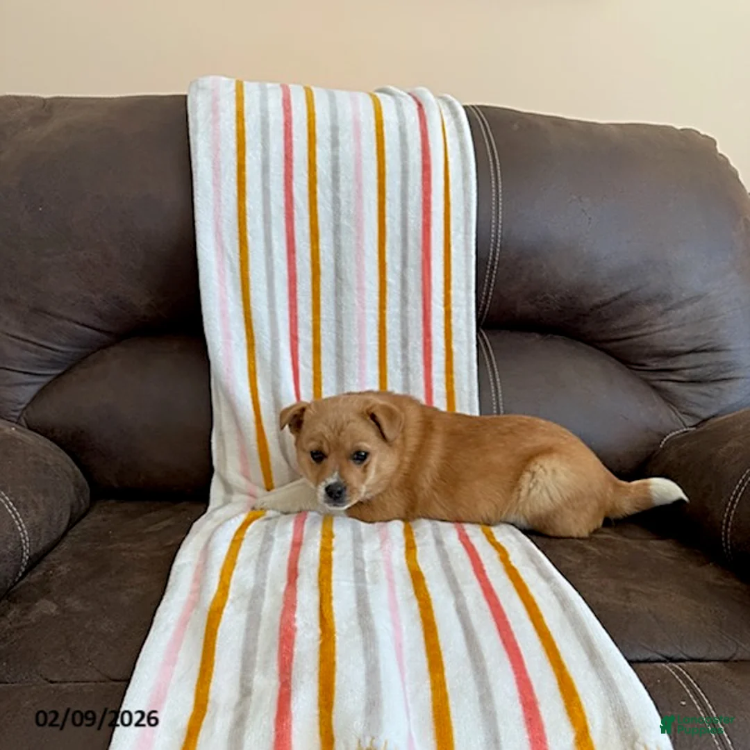 Mixed Breed dogs for sale: Wyatt - Ad 1