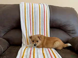 Mixed Breed dogs Wyatt - Ad 7