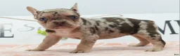 Mixed Breed dogs for sale: Pumpkin spice  - Ad 10
