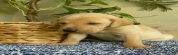 Labrador Retriever dogs for sale: Orange - Ad 4