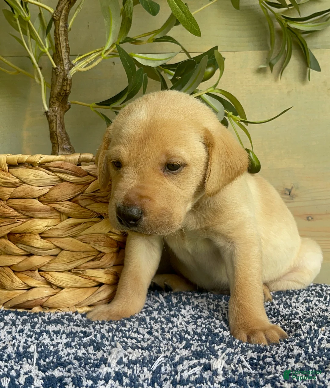 Labrador Retriever dogs for sale: Orange - Ad 4