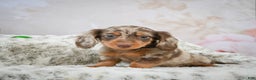 Miniature Dachshund dogs for sale: Frosty - Ad 1