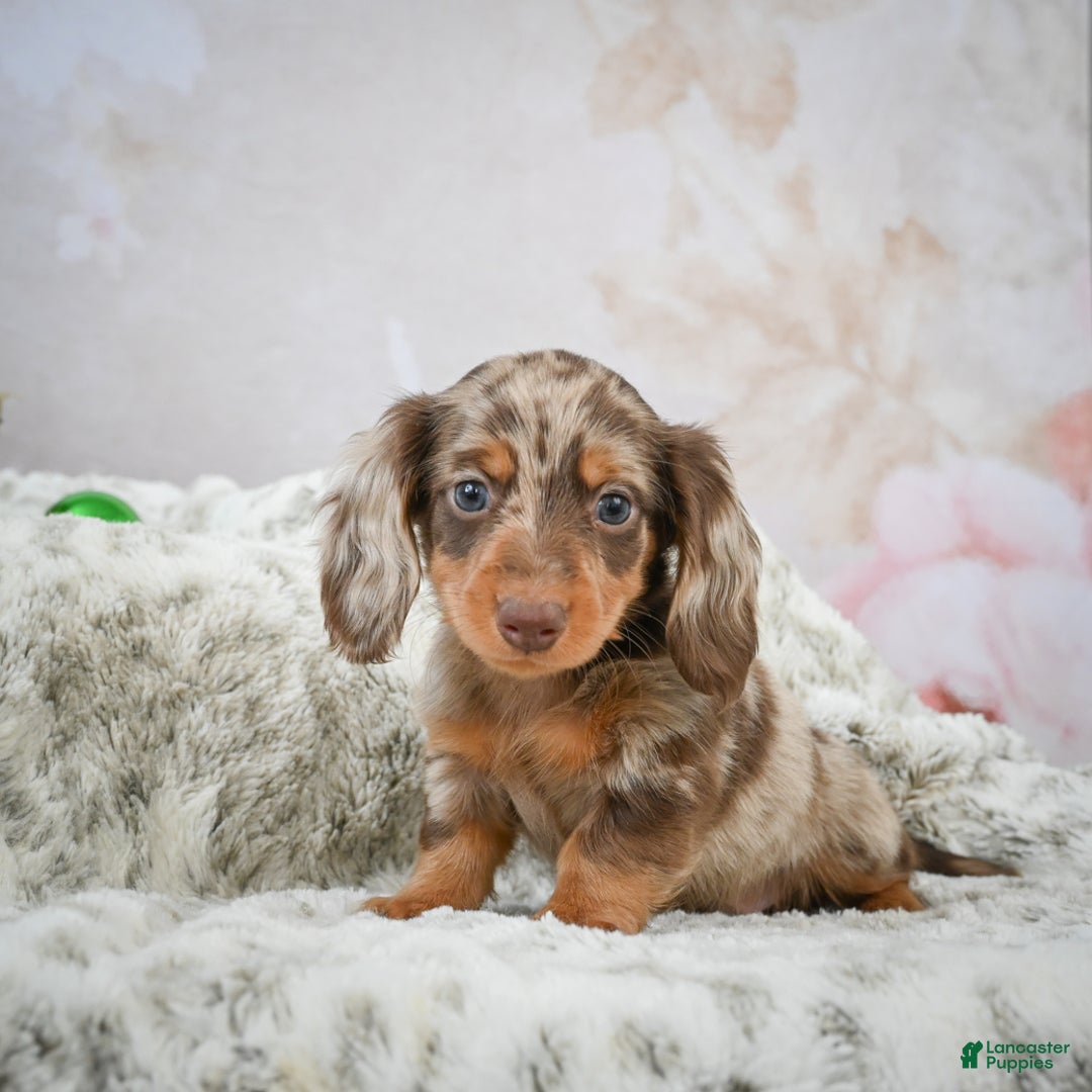 Miniature Dachshund dogs for sale: Frosty - Ad 1