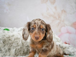 Miniature Dachshund dogs Frosty - Ad 30