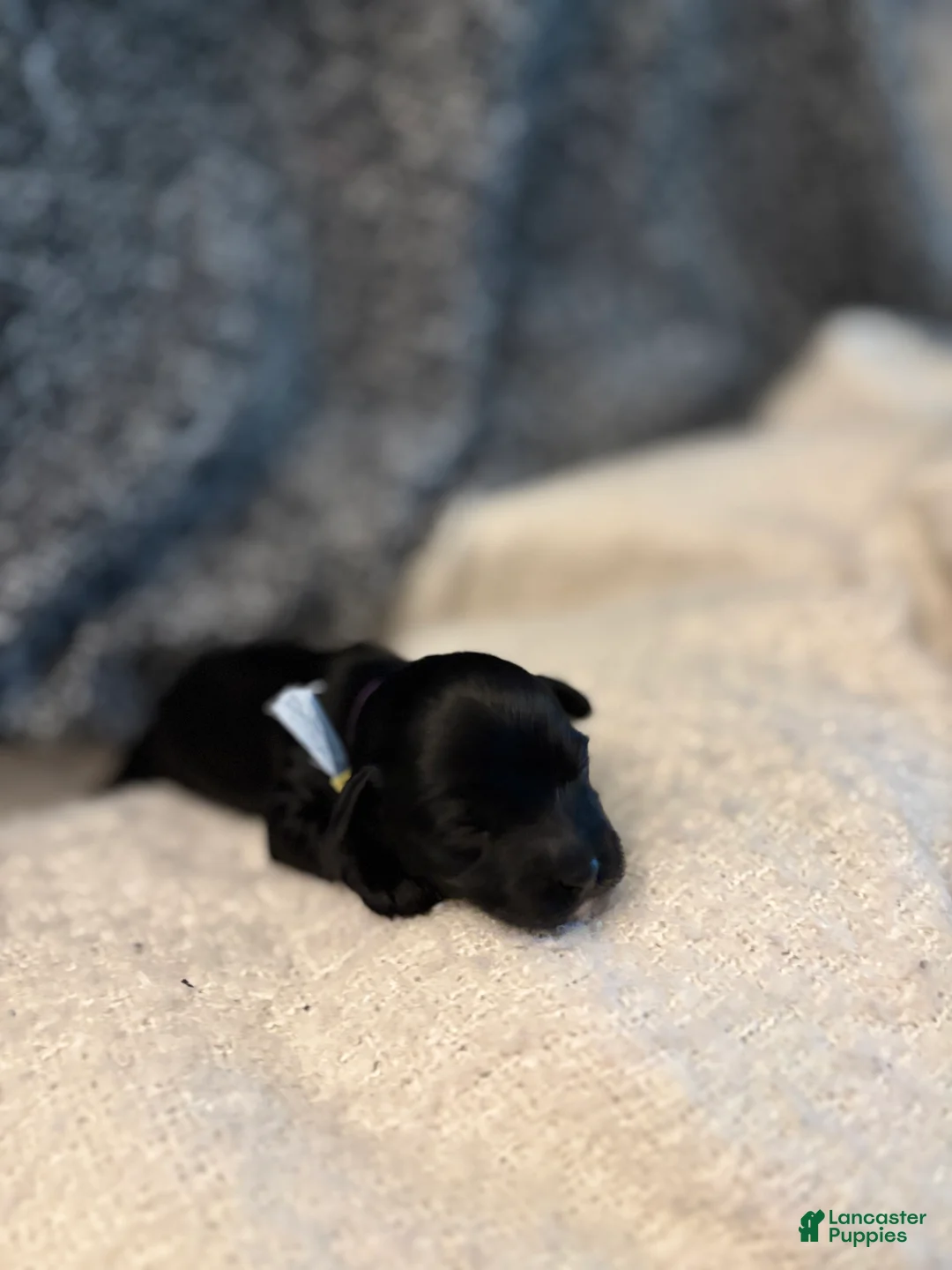 Yorkiepoo dogs for sale: Mushu - Ad 2