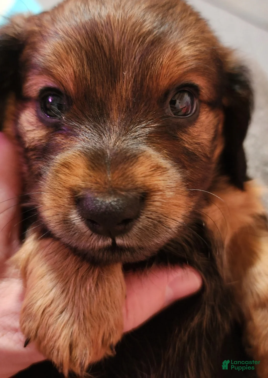 Dachshund dogs for sale: Rio - Ad 3