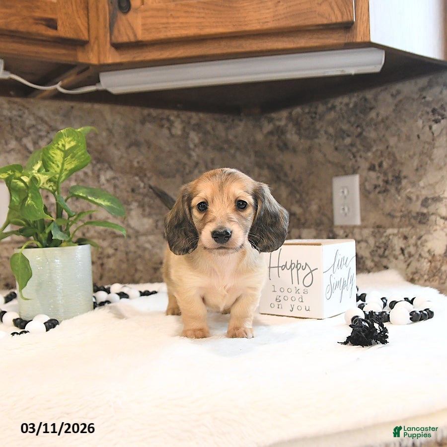 Miniature Dachshund dogs Bryson - Ad 1