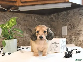 Miniature Dachshund dogs for sale: Bryson - Ad 2