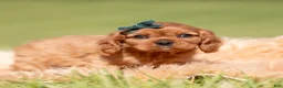 Cavalier King Charles Spaniel dogs for sale: Loki AKC - Ad 3