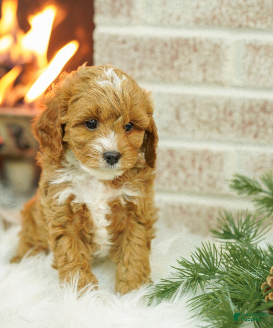 Cavapoo dogs for sale: Mason - Ad 1