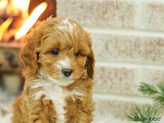 Cavapoo dogs Mason - Ad 41
