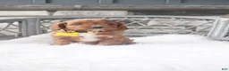 Cavapoo dogs for sale: Caprice  - Ad 5