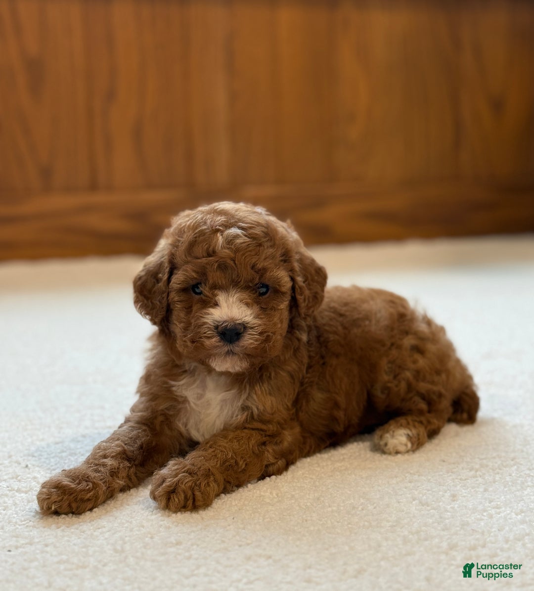 Miniature Poodle dogs for sale: Jasmine  - Ad 2