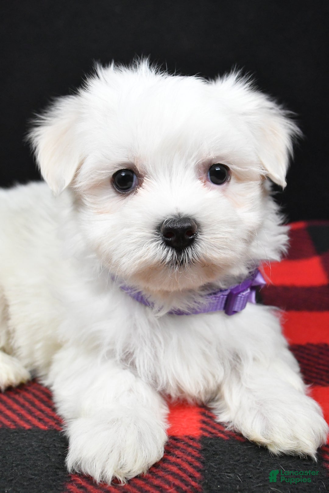 Maltese dogs for sale: Milly - Ad 4