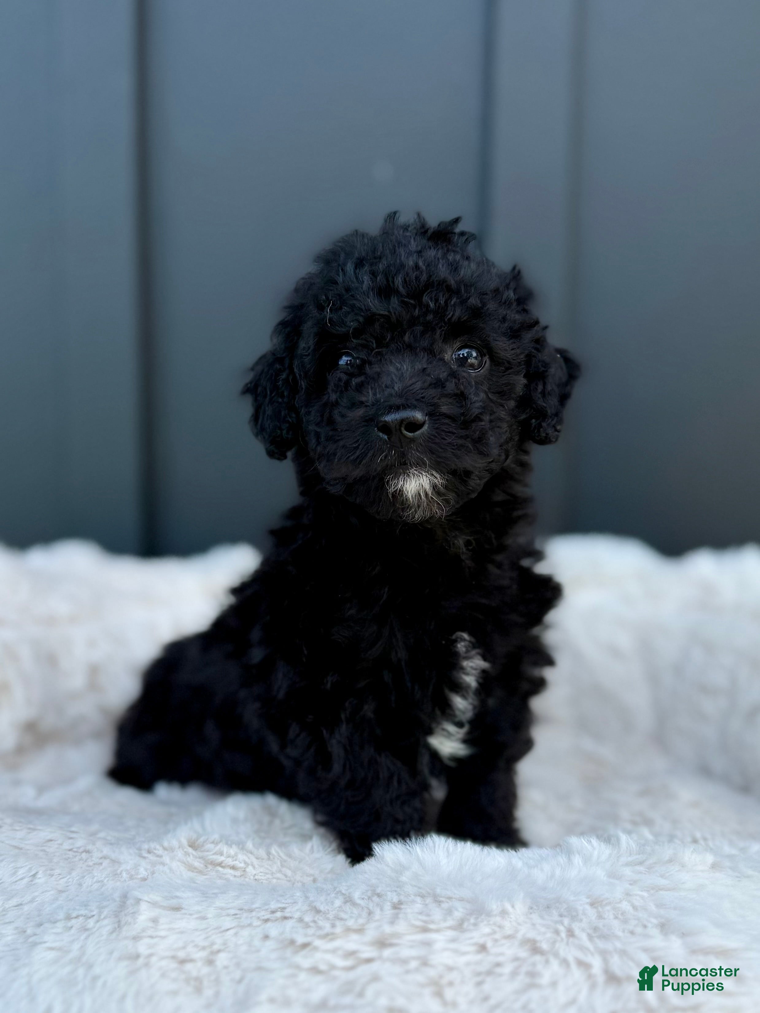 Mini Goldendoodle dogs SPENCER - Ad 2