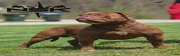 Olde English Bulldogge dogs for sale: Bluegates VERONICA - Ad 6