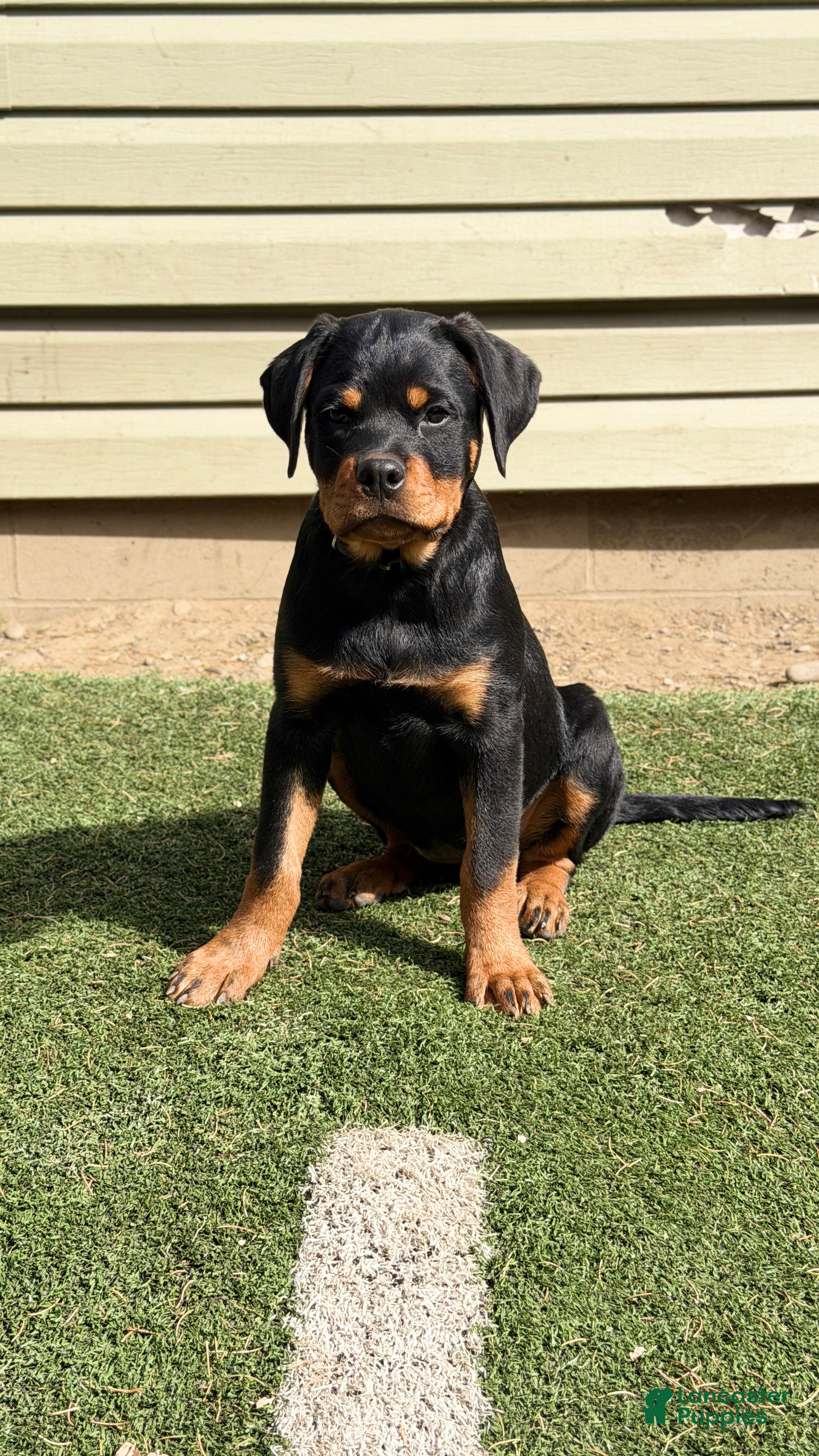 Rottweiler dogs Venus  - Ad 2