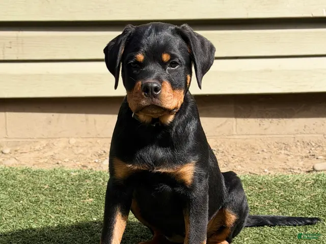 Rottweiler dogs for sale: Venus - Ad 2