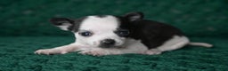 Chihuahua dogs for sale: Tucker - Ad 3