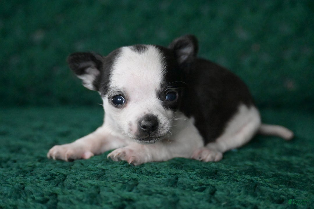 Chihuahua dogs for sale: Tucker - Ad 3