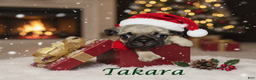 Pug dogs for sale: Takara - Ad 1